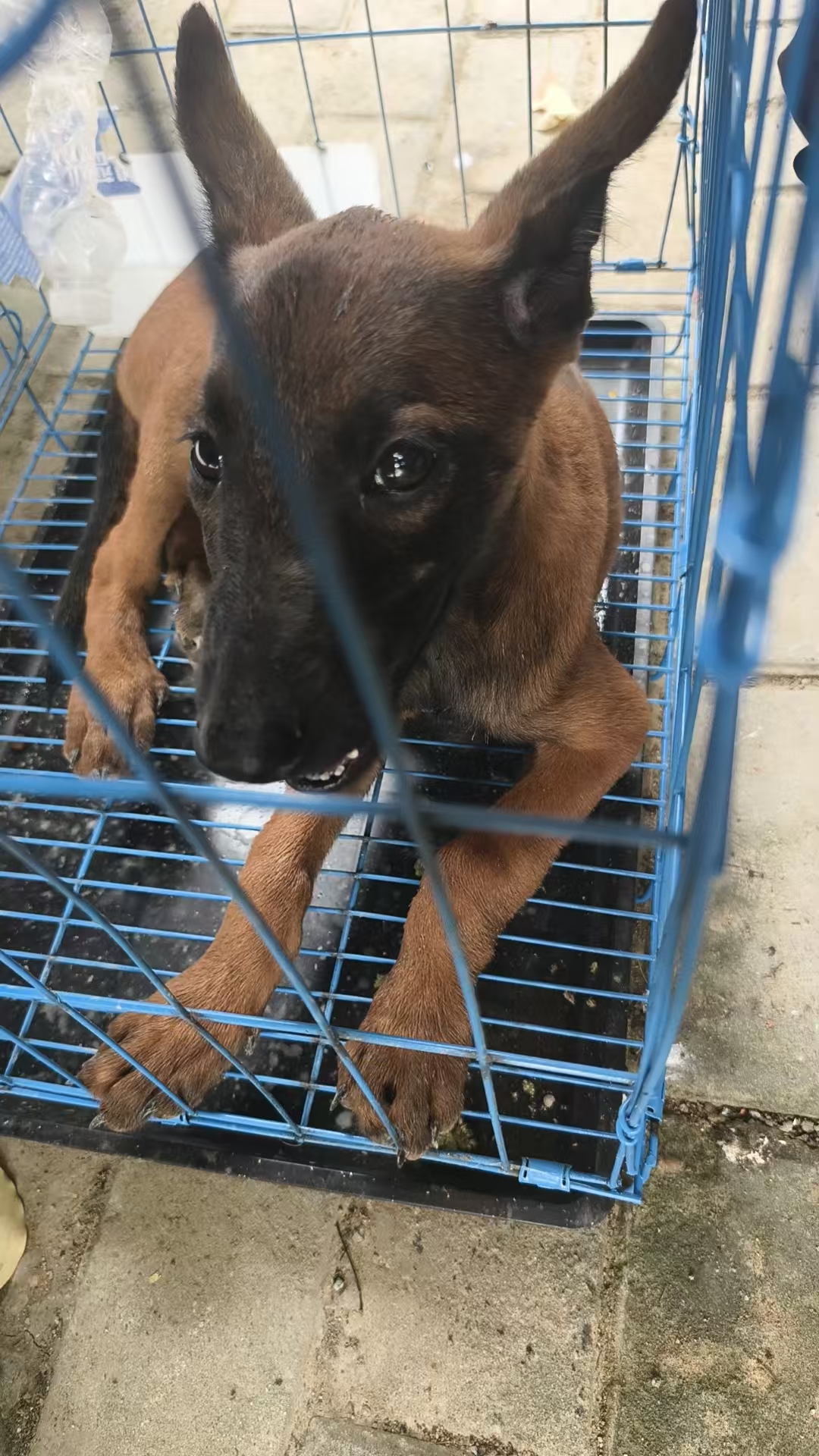 马犬性格非常好！非常喜欢沾着人！听指挥！不喜欢乱跑！